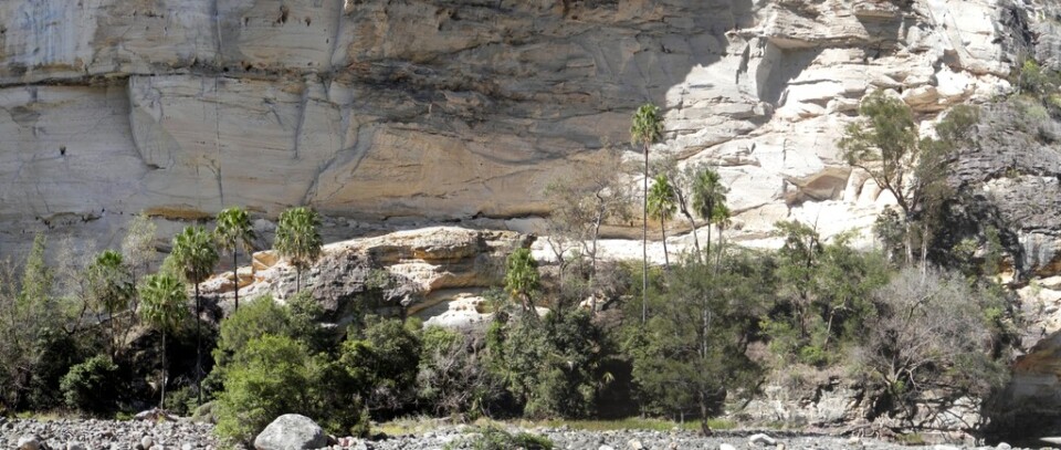 Carnarvon Gorge sandstone rock wall with palm trees