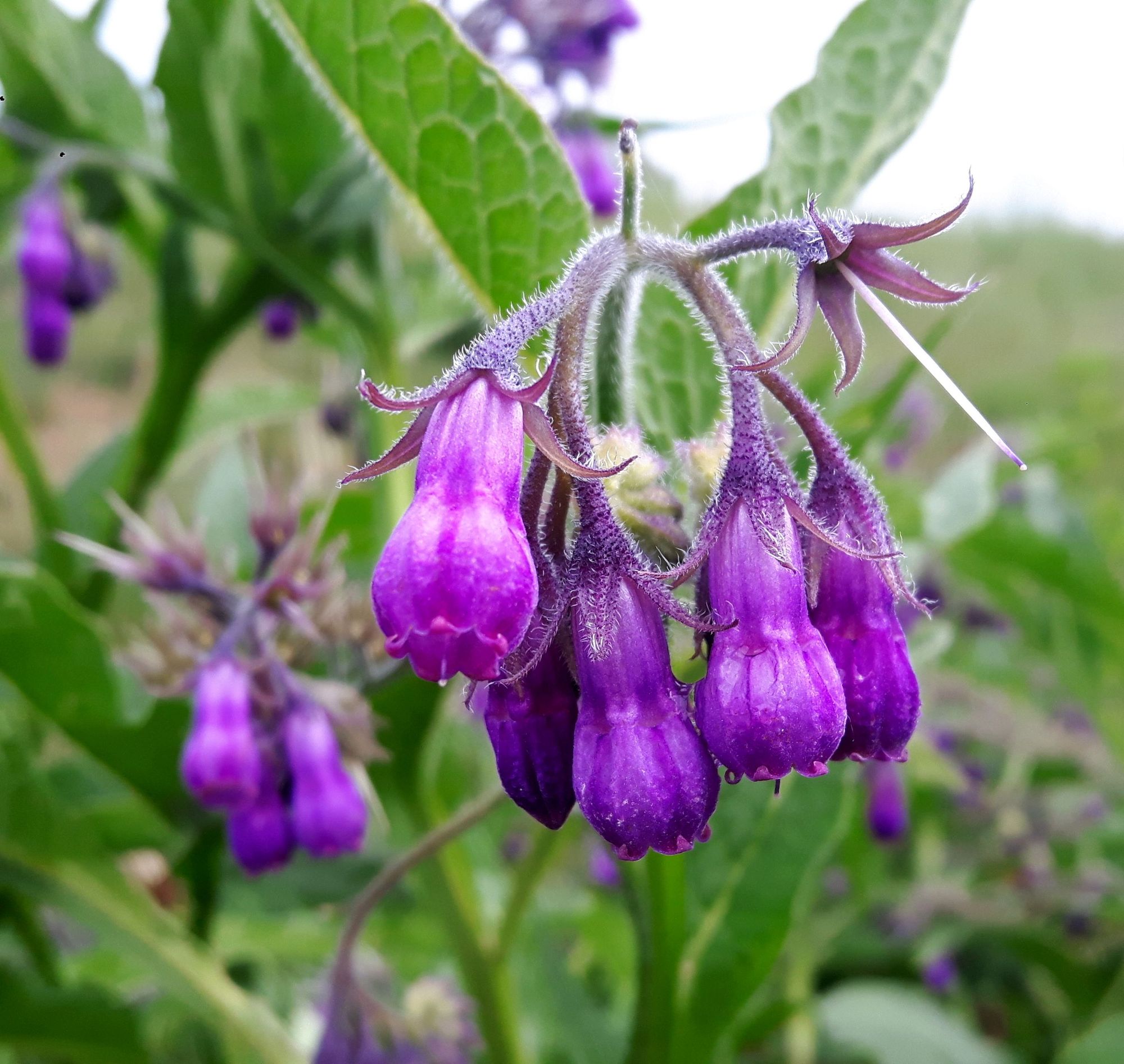 Am Tegernsee purpurne Beinwell Blüte