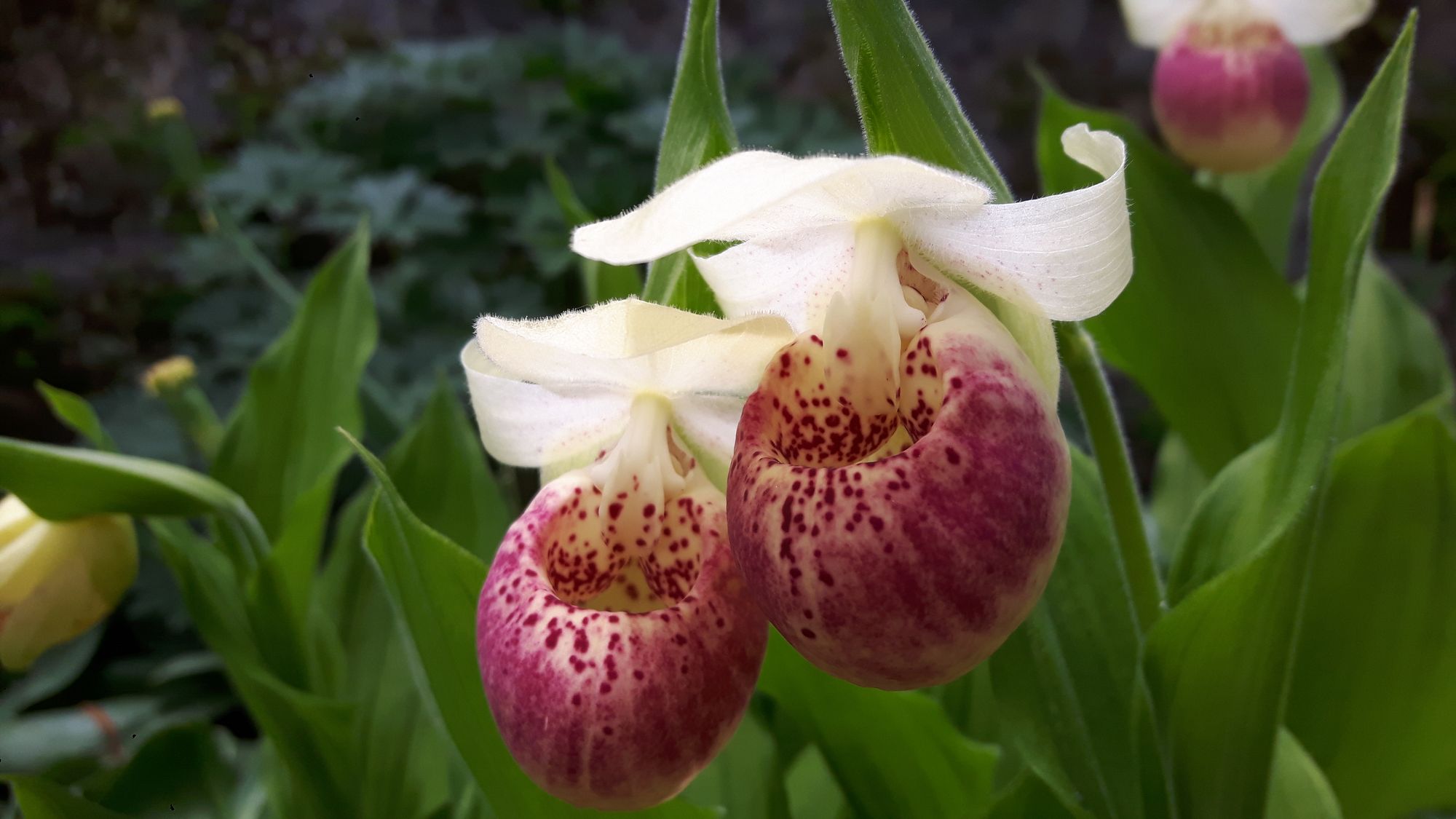 Blume