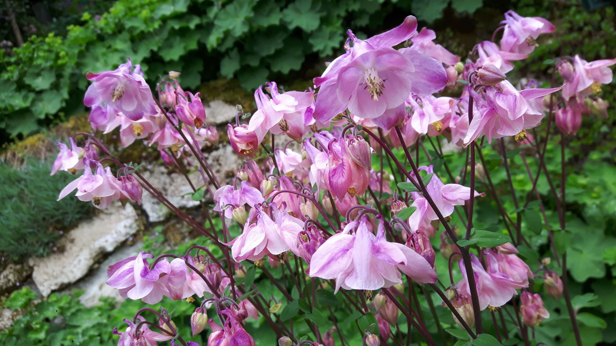 rosa weiße Akelei