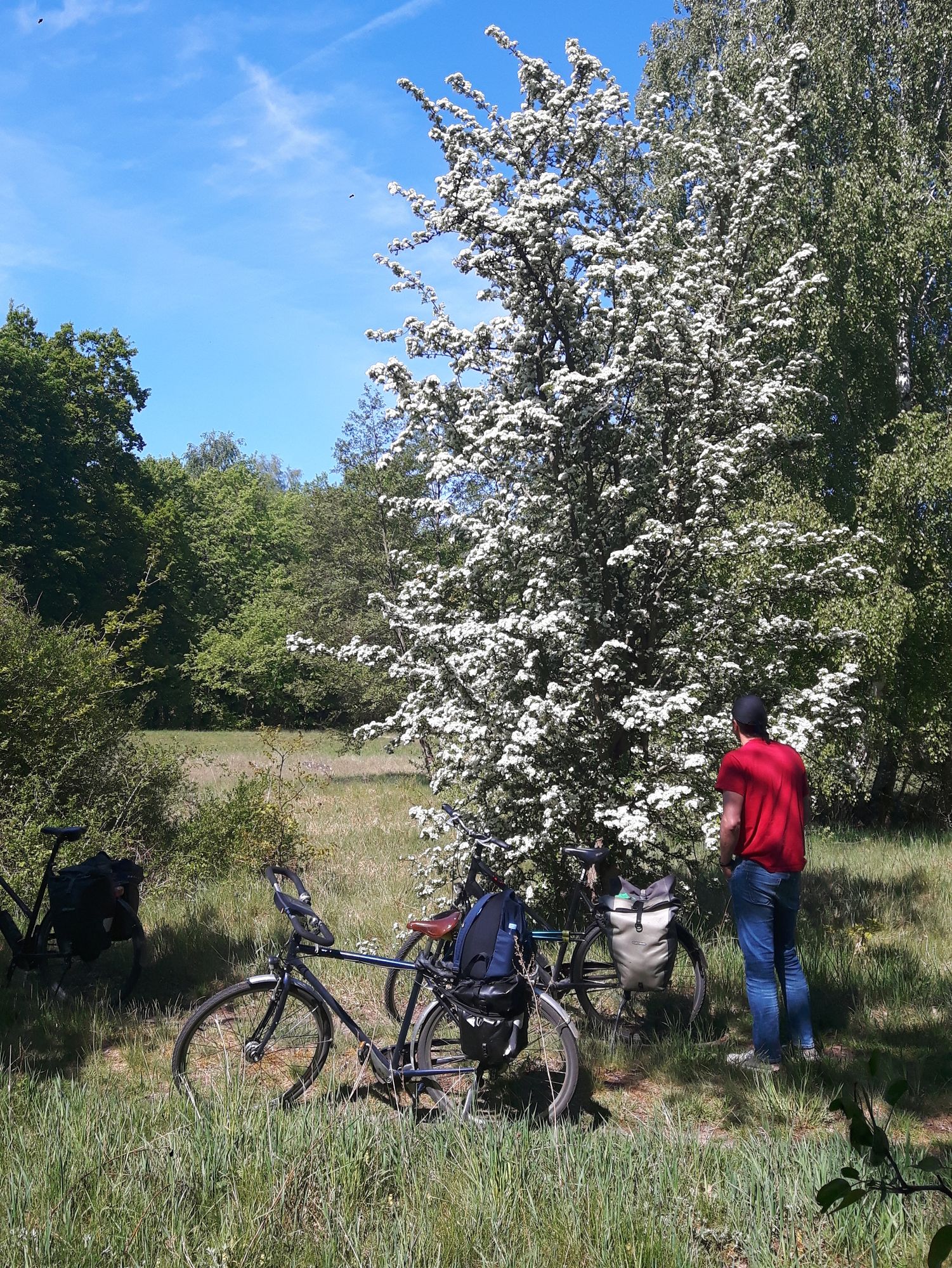 Spreewald weiß blühender Weißdorn