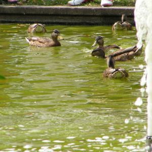 Schlosspark Teich mit Enten