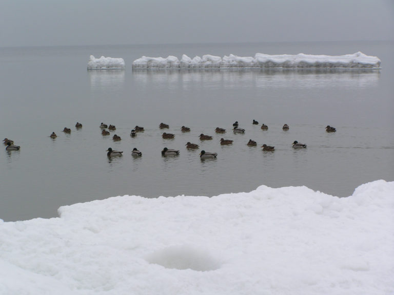 2006 Ostseeküste mit Eis & Schnee