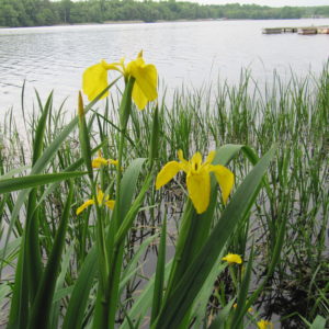 gelbe Iris am See