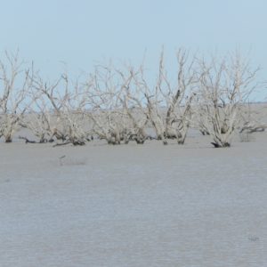 Barren dead trees in Lake Menindee