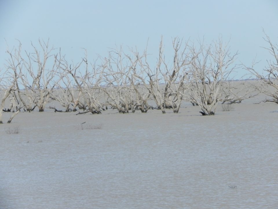 Barren dead trees in Lake Menindee
