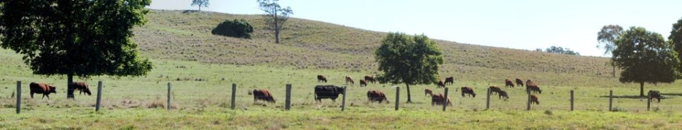 Cattle on the pasture