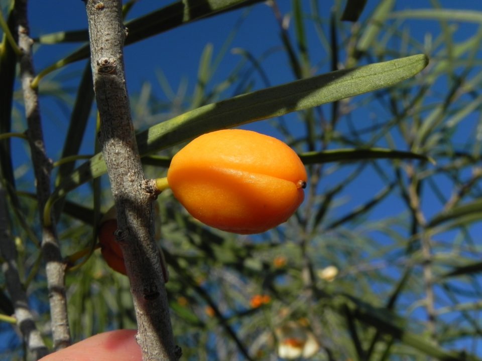 Pittosporum phylliraeoides Native Apricot