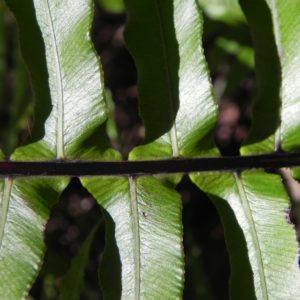 fern leave plant