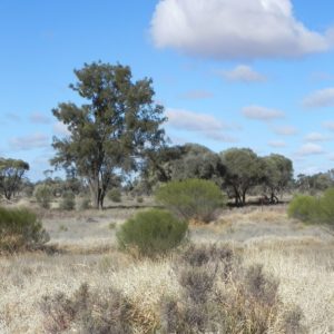 Landscape panorama in Cobar Shire