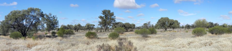 Landscape panorama in Cobar Shire