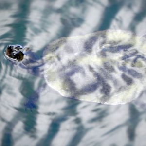 Turtle swimming in the lake