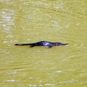 Platypus swimming - Schnabeltier im Wasser