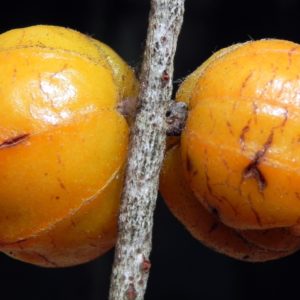 Orange Fruits on malle tree
