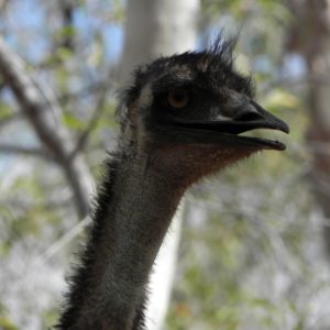 Emu head face beakon