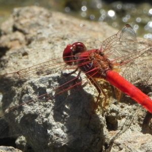 Scarlet Percher Dragonfly - Diplacodes haematodes