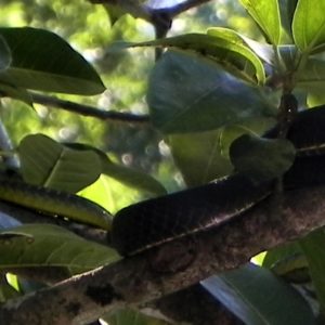 Tree snake yellow belly