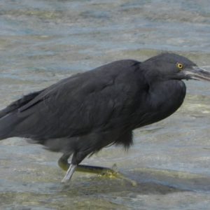 Grey bird wading in the coral sea