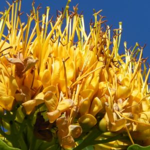 Tree yellow flower