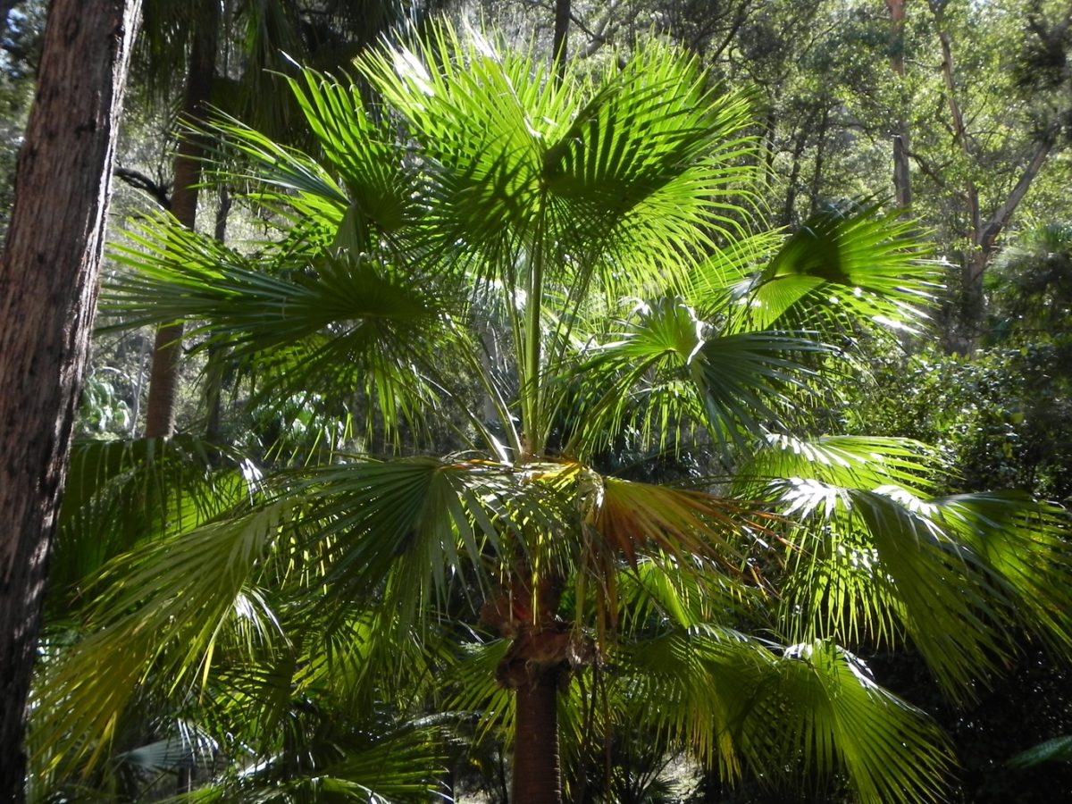 Carnarvon National Park palm tree