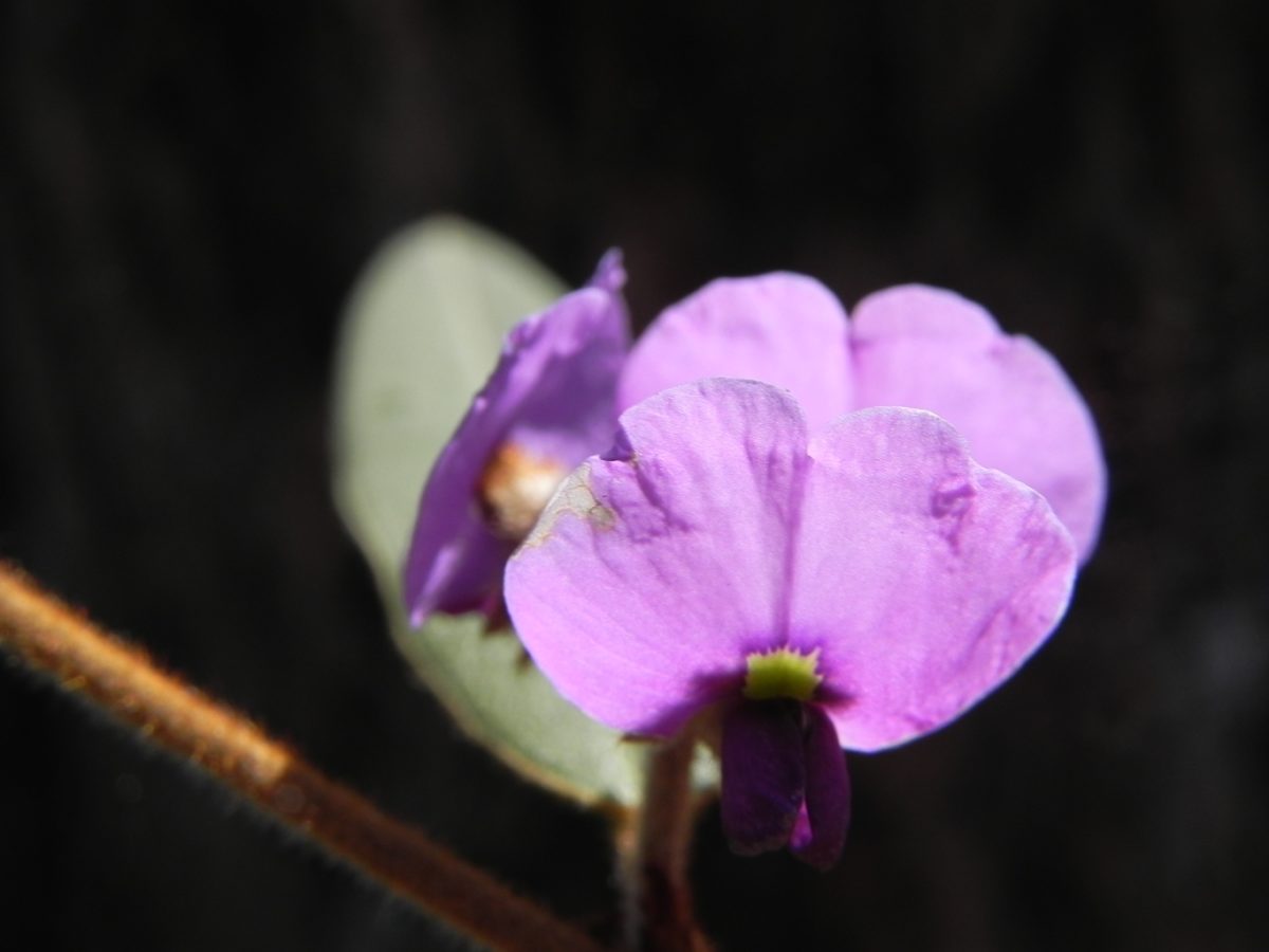 lilac bush flower