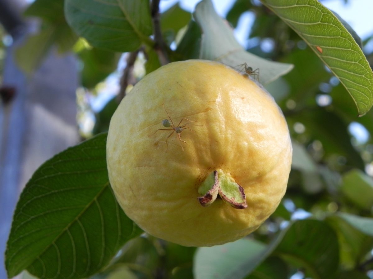 Guava ripe yellow fruit - Psidium guajava