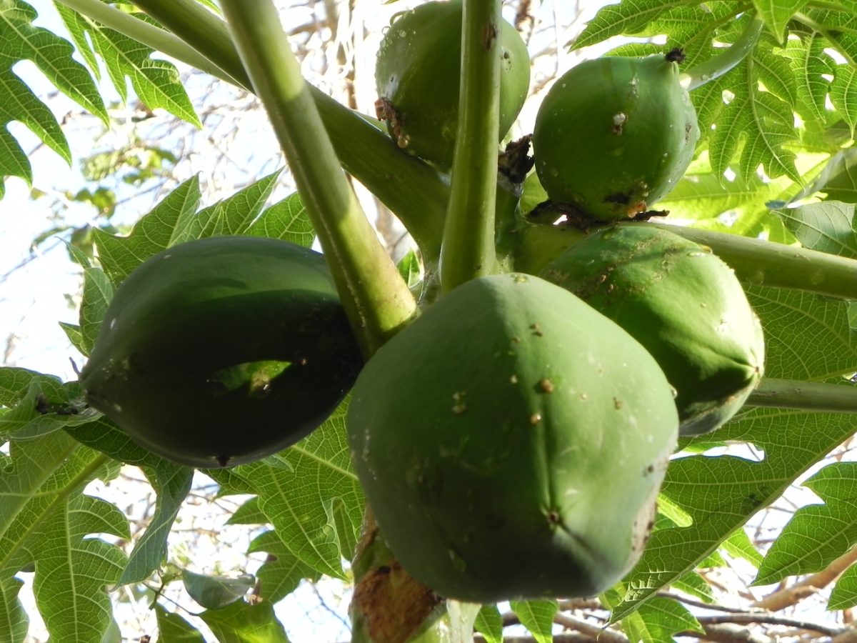 Green Papaya fruit - Carica papaya