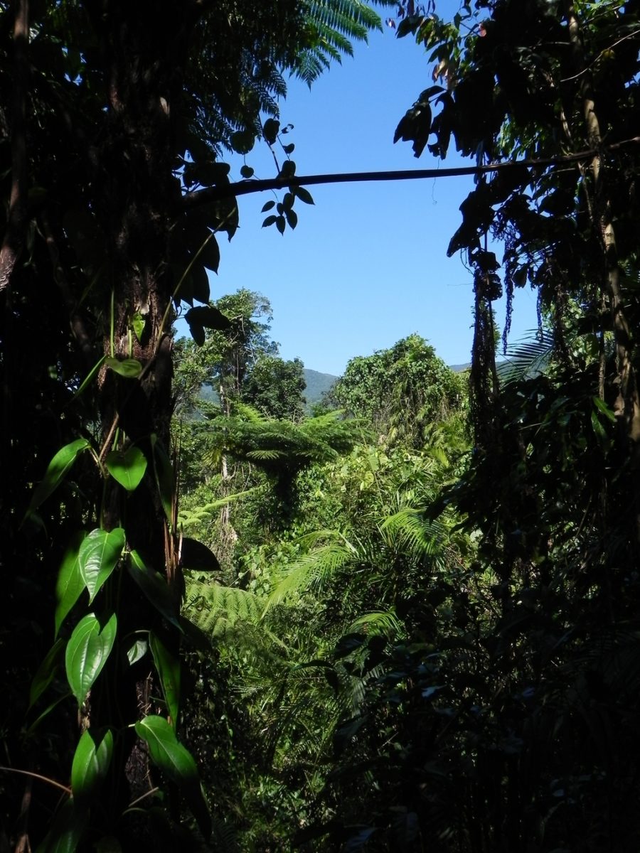 Rain forest view