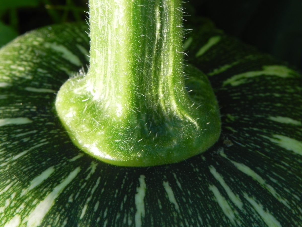 Water melon stem