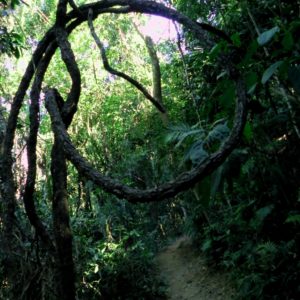Rainforest walk