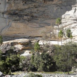 Carnarvon Gorge sandstone rock wall with palm trees