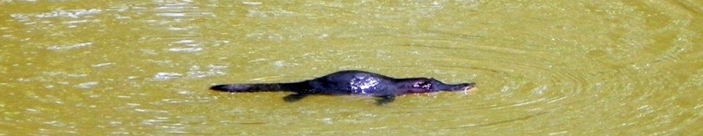Platypus - Ornithorhynchus anatinus - swimming in river