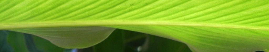 Cropped close up green leave