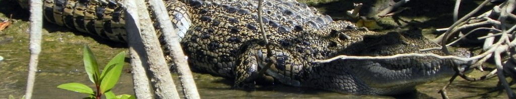 Cropped Cairns crocodile