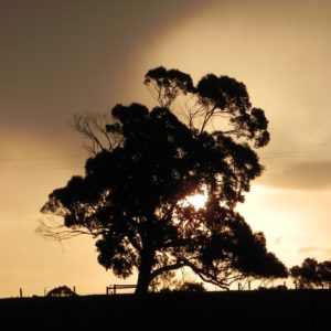 Sunset behind eucalyptus tree Dromana