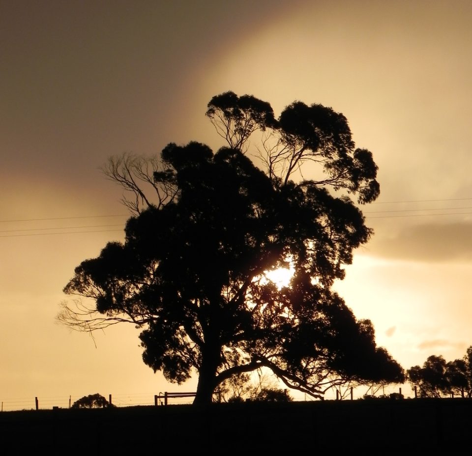 Sunset behind eucalyptus tree Dromana