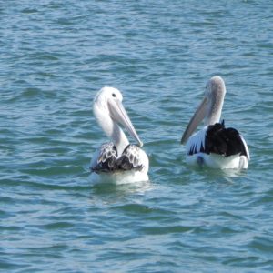 Two pelicans floating on blue sea water