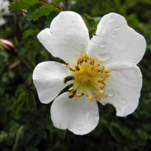 The Barren one white rose flower