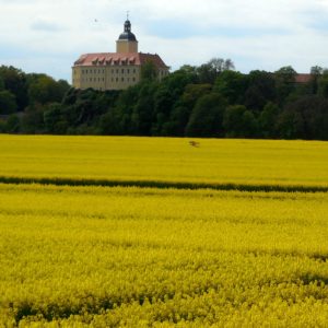 Schloss hinter gelb blühendem Rapsfeld