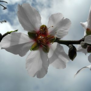 Kirschblüte in Plantage