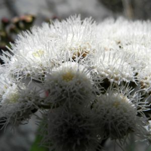 Weiße Blüte im Barranco Seco