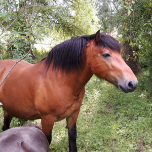 Pferde im Park auf der Pfaueninsel