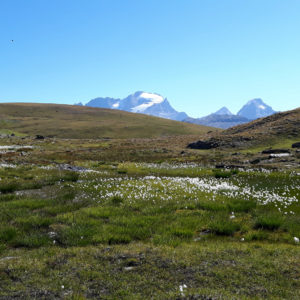 Panoramablick über Wollgras zum Gran Paradiso