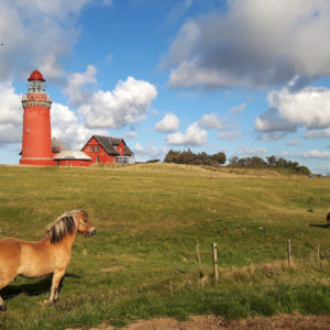 Roter Leuchtturm mit Pferden Dänemark