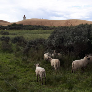 Schafe auf der Weide vor der Düne am alten Leuchtturm Rubjerg Knude Fyr