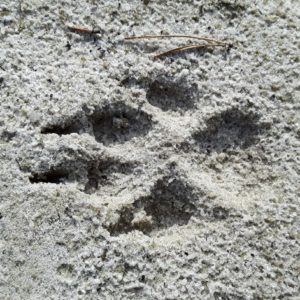 Wolf Spur im Sand