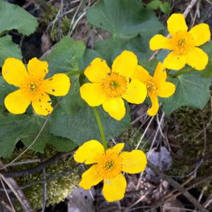 gelbe Dotterblumen am Sumpf