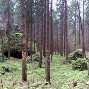 Wald in einem gruseligen Zustand