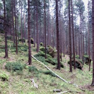 Wald in einem noch schlimmeren Zustand