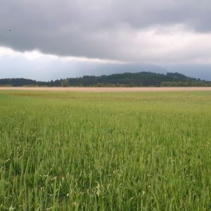 Panoramablick über das Murnauer Moos